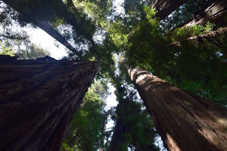 The Art of Slow Travel: Embracing Nature’s Pace